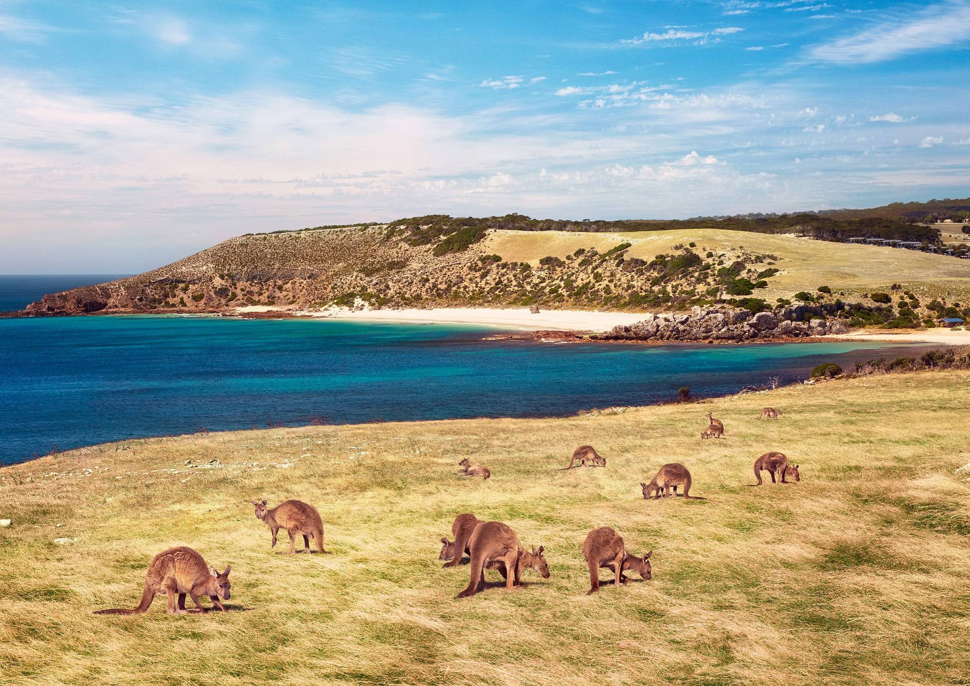 kangaroo island tour adelaide